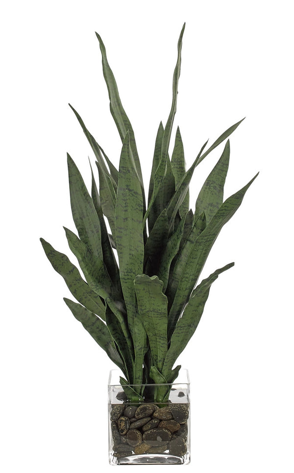 SANSEVIERIA Glass Cube