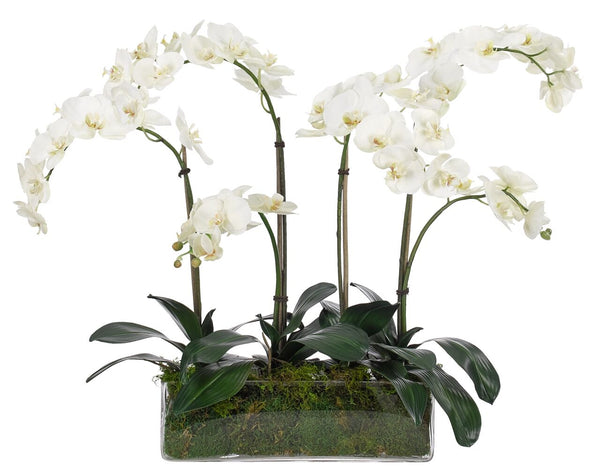 ORCHID PHALAENOPSIS Glass Low Square