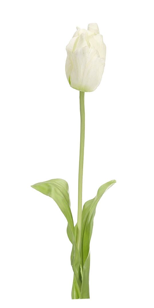 TULIP White, Set of 24