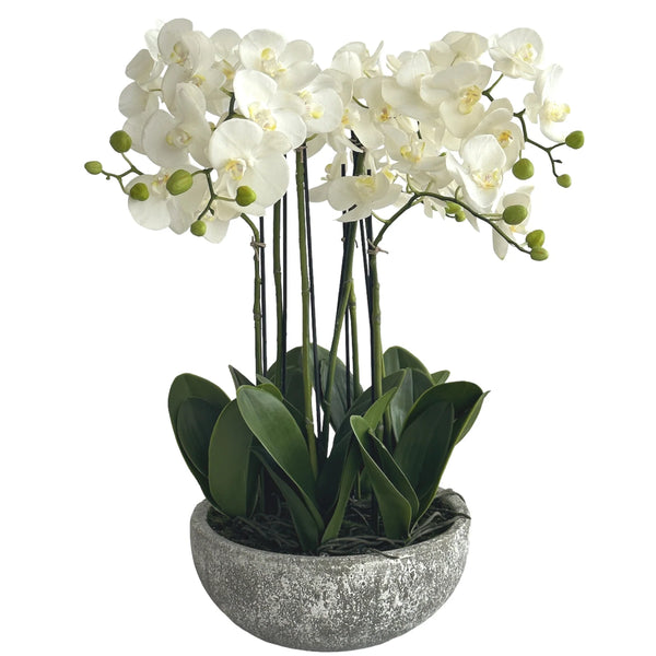 ORCHID PHALAENOPSIS Terracotta Bowl