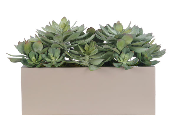 Succulent, Gray Green, Rectangle Trough, 14″