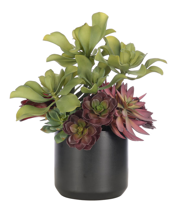 Succulent, Burgundy Green, Ceramic Pot Black 16″