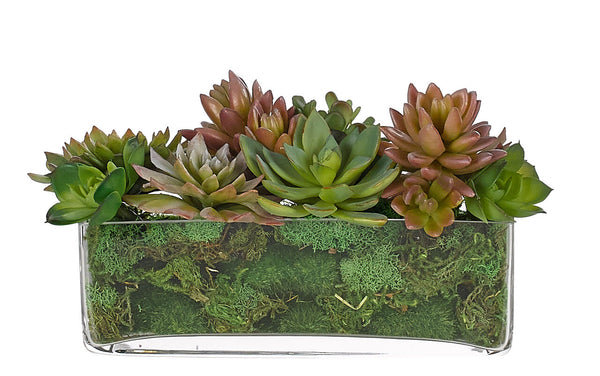 SUCCULENT Green Mauve Glass Rectangle