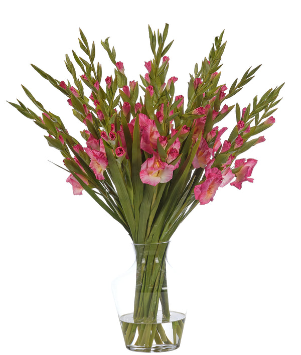 Gladiola, Fuchsia, Glass Vase 30″