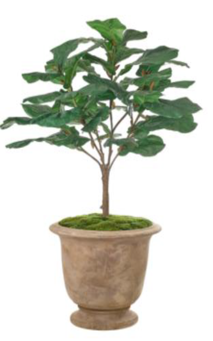 FIDDLE LEAF - Terracotta Urn