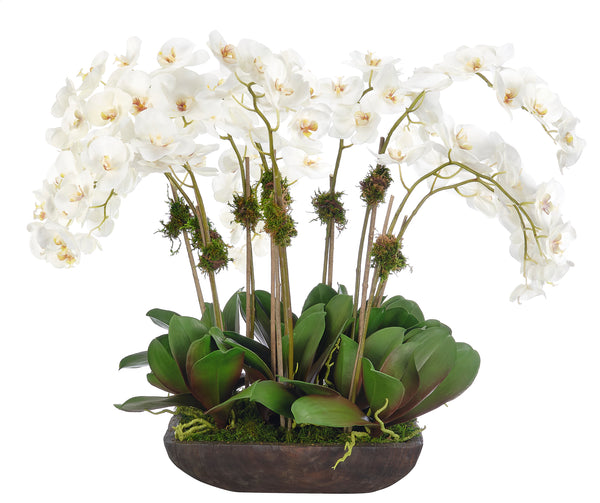 Orchid Phalaenopsis, Cream White Wood Tray 28″