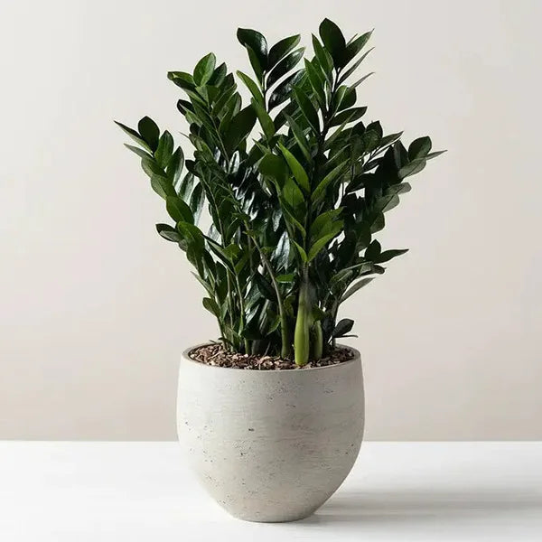 ZAMIFOLIA BUSH Bowl Concrete Finish