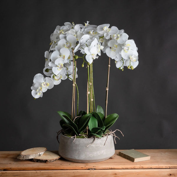 ORCHID PHALAENOPSIS Concrete Finish