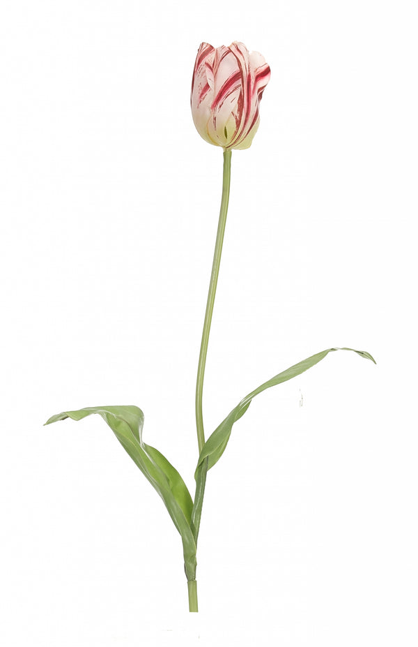 TULIP CURLY RED WHITE | BOX OF 12
