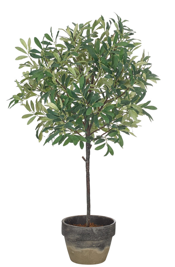 OLIVE TREE POTTED