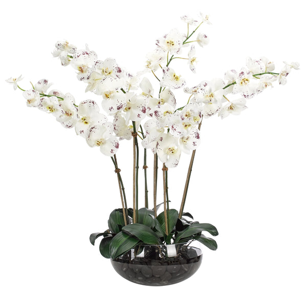 ORCHID PHALAENOPSIS WHITE BURGUNDY