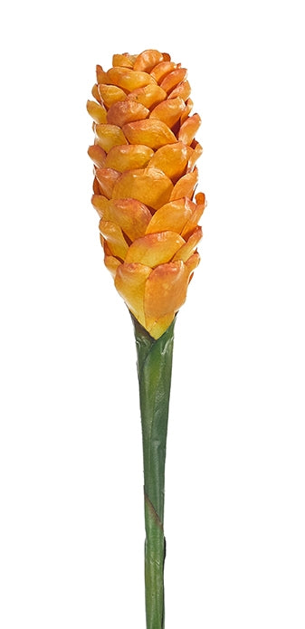 Pinecone Ginger | Box of 12