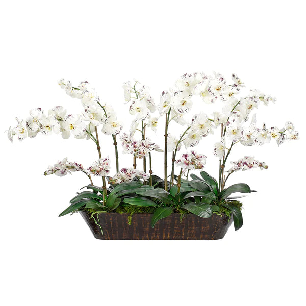 ORCHID PHALAENOPSIS WHITE BURGUNDY