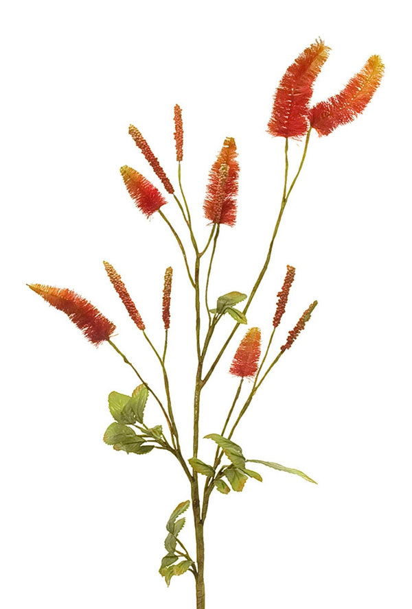RED FOXTAIL GRASS | BOX OF 24