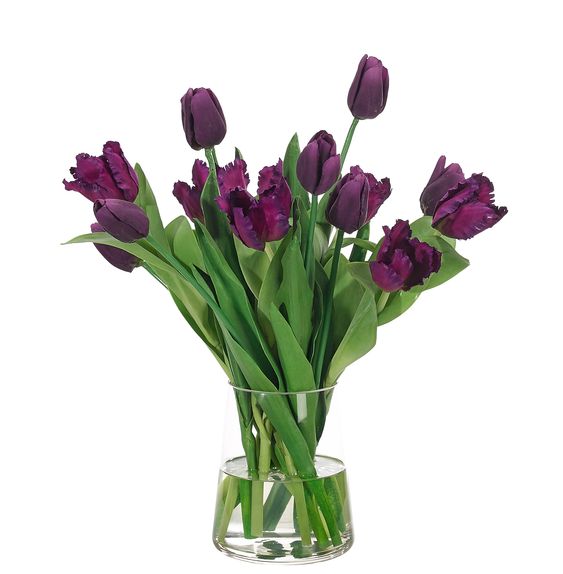 TULIP PURPLE