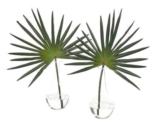 FAN PALM - Glass Bud Vase