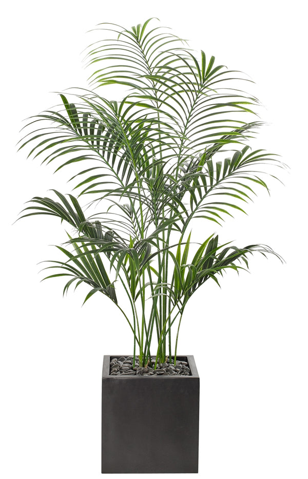 KENTIA PALM