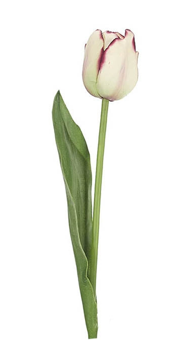 Tulip White Burgundy | BOX OF 12