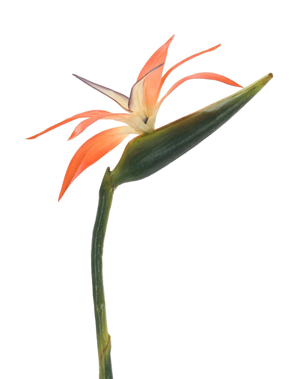 Bird Of Paradise Orange, Box of 12