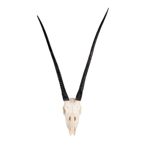 Mounted Gemsbok Horn